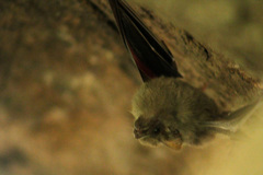Balantiopteryx plicata plicata