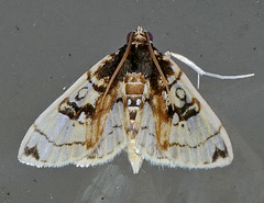 Compacta hirtalis