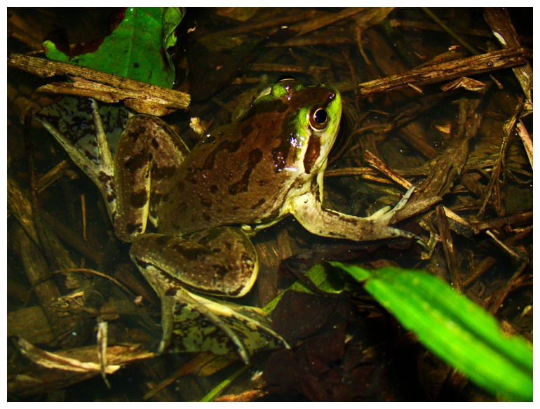 Swimming Frogs