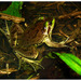 Swimming Frogs - Photo (c) Pedro Ivo, some rights reserved (CC BY-NC), uploaded by Pedro Ivo