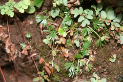 Actiniopteris dimorpha dimorpha