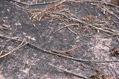 Platysaurus minor