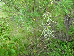 Salix schwerinii