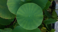 Nelumbonaceae
