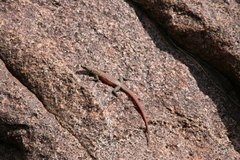 Platysaurus minor