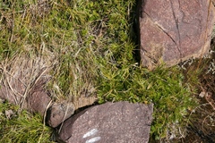 Actiniopteris dimorpha dimorpha