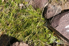 Actiniopteris dimorpha dimorpha