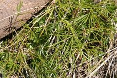 Actiniopteris dimorpha dimorpha