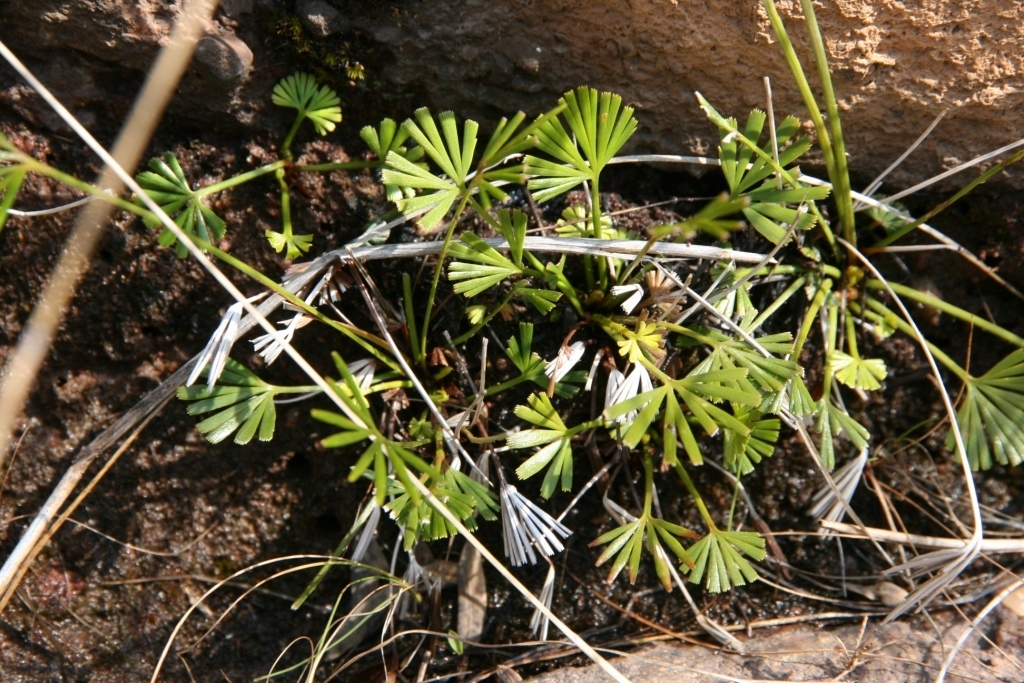 Actiniopteris dimorpha