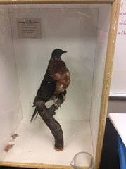 Ectopistes migratorius