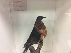 Ectopistes migratorius