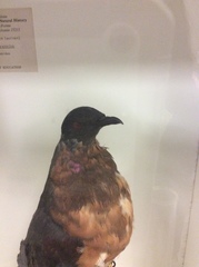 Ectopistes migratorius