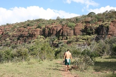 Albizia tanganyicensis