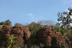 Albizia tanganyicensis