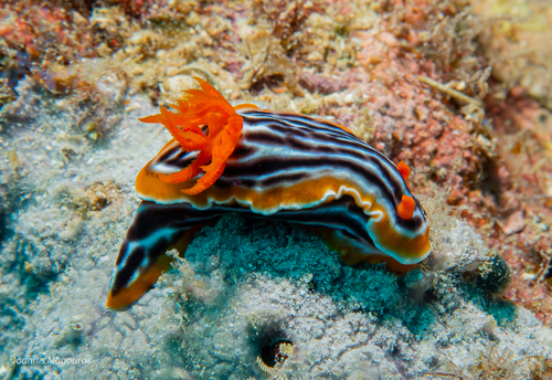 シライトウミウシ