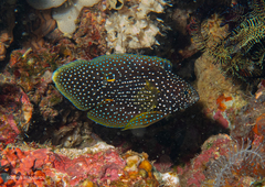シモフリタナバタウオ