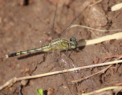 Diplacodes trivialis