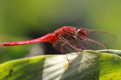 Crocothemis servilia