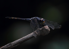 Potamarcha congener