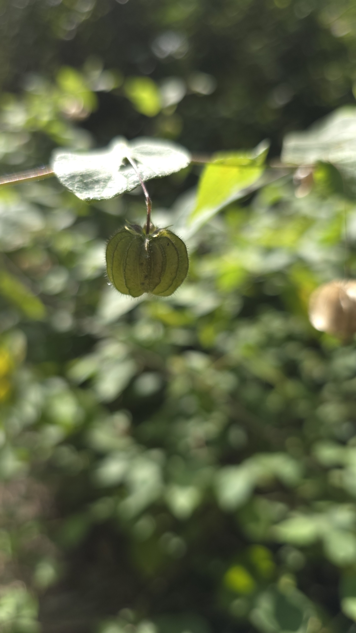 Imagem de Malva-branca