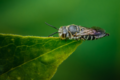 Coelioxys modestus