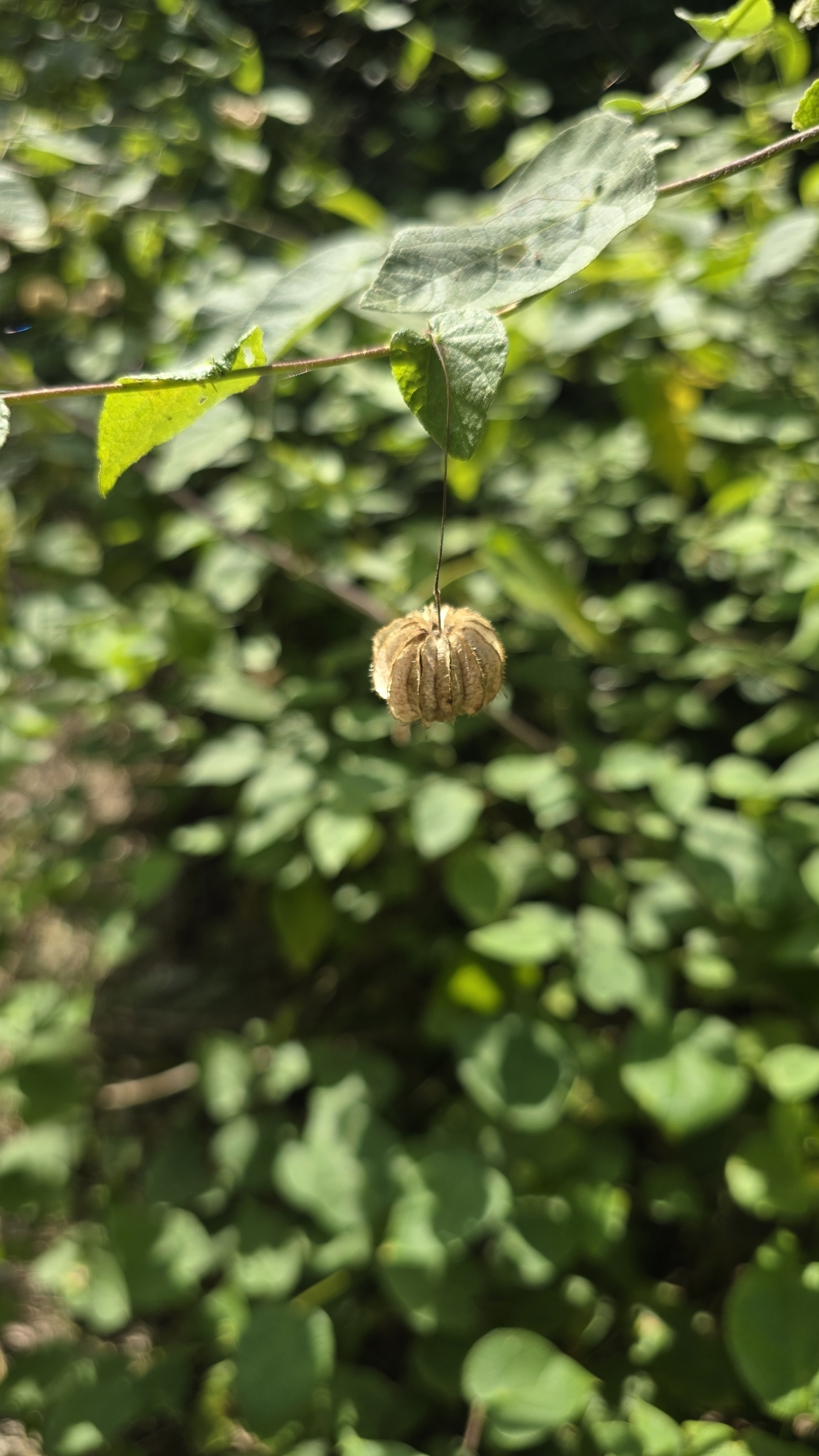 Imagem de Malva-branca