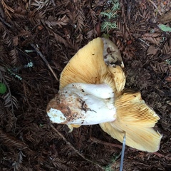 Russula olivacea
