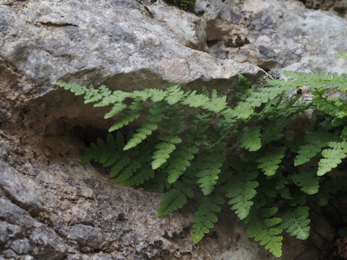 Representative image of Dryopteris pallida balearica