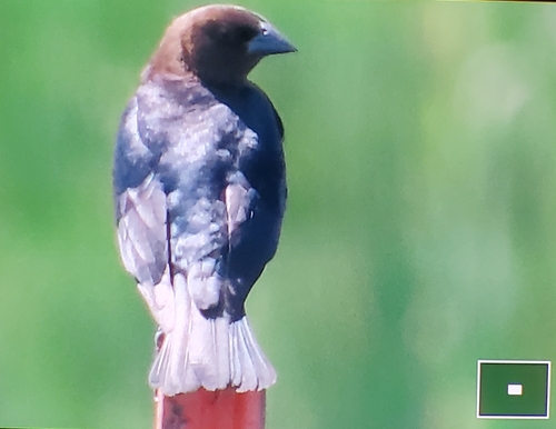 Brown-headed Cowbird photographed in North Dakota