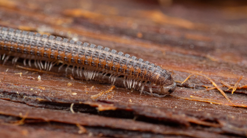 iNaturalist observation photo of Diactidinae