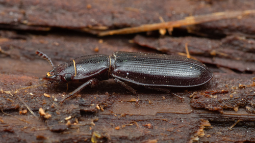 iNaturalist observation photo of Cadelles