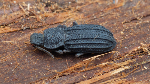 iNaturalist observation photo of Nyctoporis