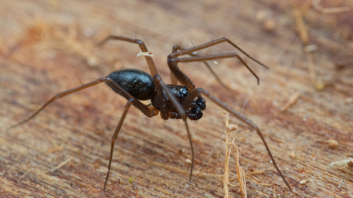 iNaturalist observation photo of Agyneta erinacea