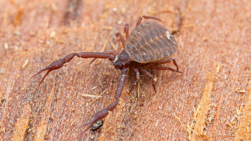iNaturalist observation photo of Pseudogarypus