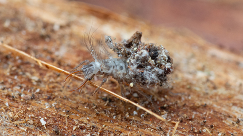 iNaturalist observation photo of Chrysopini