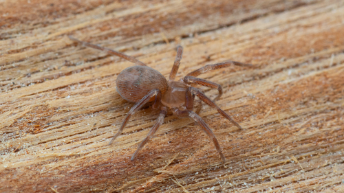 iNaturalist observation photo of Cybaeota