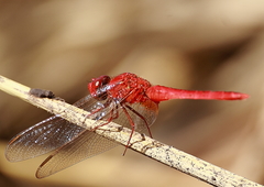 Crocothemis servilia