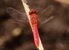 Crocothemis servilia