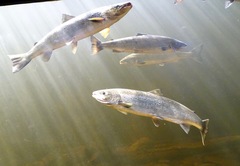 Salmo salar