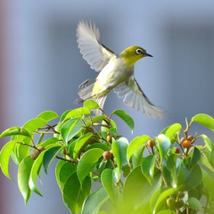 Zosterops simplex simplex