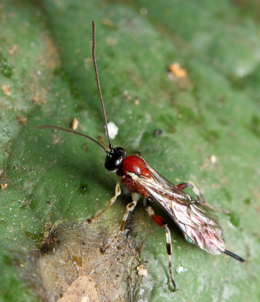 Itoplectis albipes