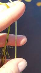 Eleocharis robbinsii