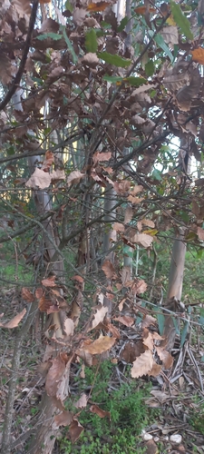 Image of Quercus faginea by (c) Mário Barreira, some rights reserved (CC BY)