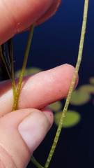 Eleocharis robbinsii