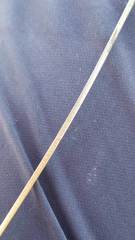 Eleocharis robbinsii