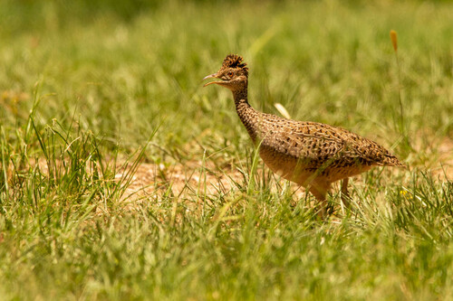 Brushland Tinamou (Nothoprocta cinerascens)