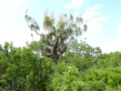 Beaucarnea recurvata