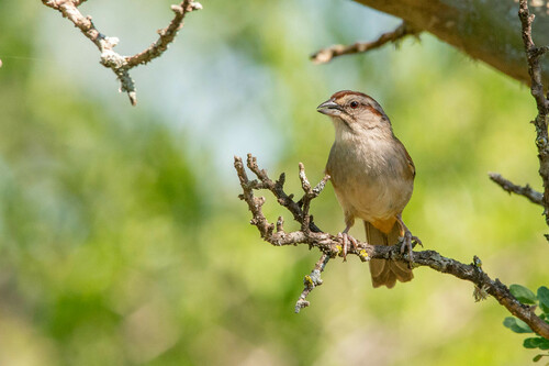 Chaco Sparrow (Rhynchospiza strigiceps), photo 8