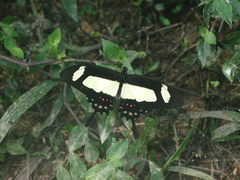 Heraclides torquatus