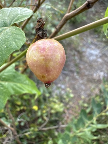 Foto de Maracujá-de-cerca